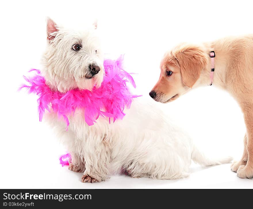 A puppy showning interest in another dog. A puppy showning interest in another dog