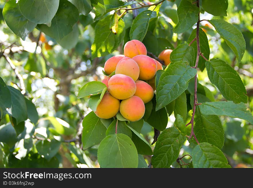 Bunch of apricots presenting good year. Bunch of apricots presenting good year