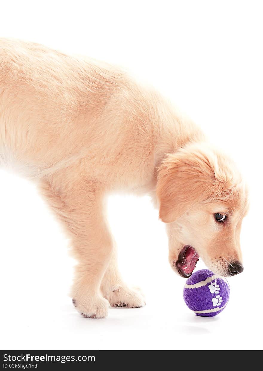 A purple ball about to be grabbed by a puppy