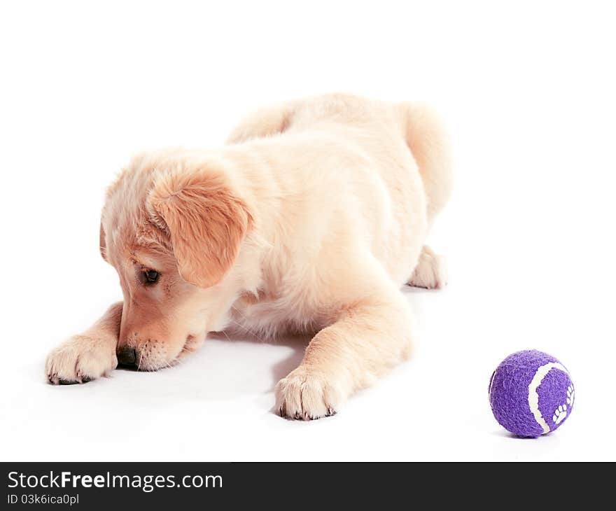 A puppy hiding behind its paw with a purple ball. A puppy hiding behind its paw with a purple ball