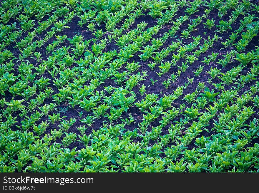 Area of the kailyard with beets that grow on it.