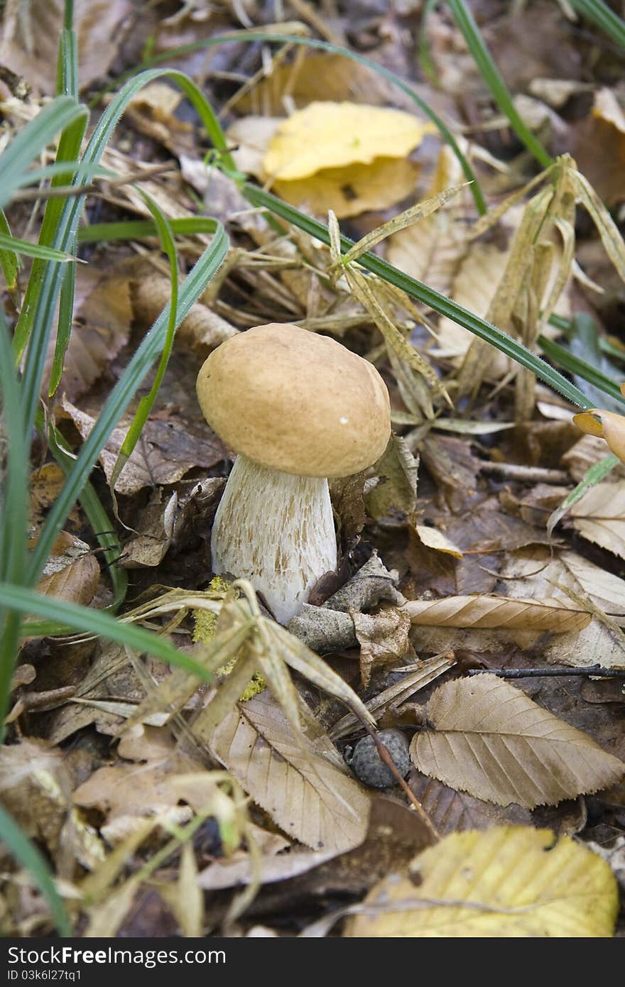 Very handsome guy of the forest