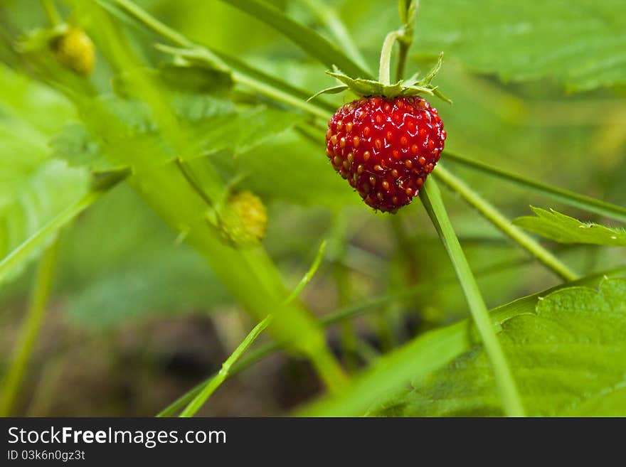 Strawberries