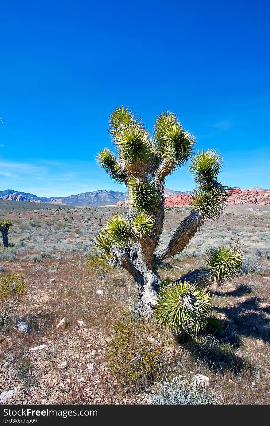 View of Mojave Desert.