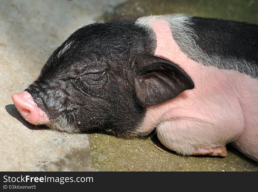 Face of a sleeping piggy