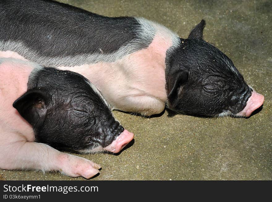 A Pair Of Small Piggy