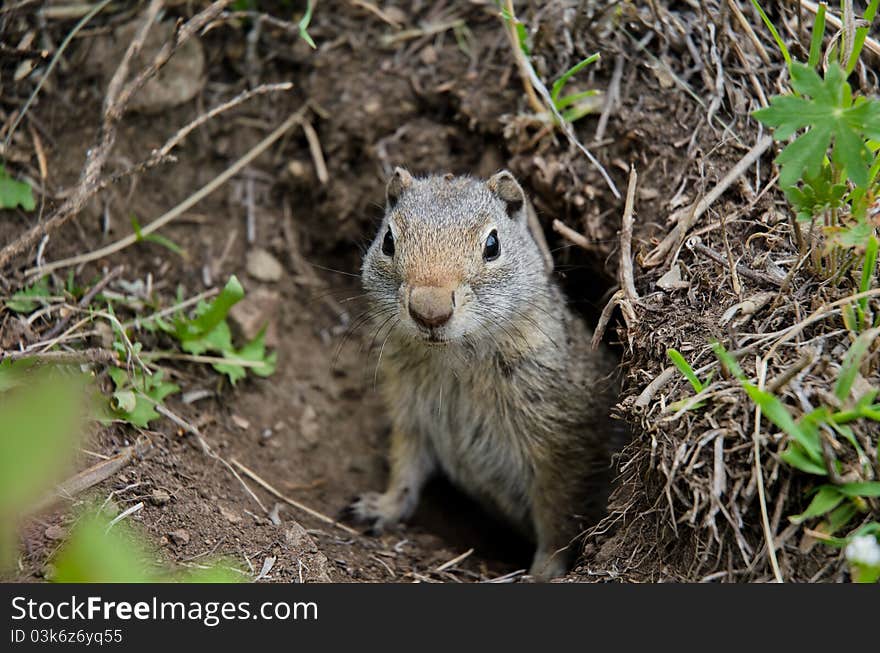 Curious Prairie Dog in Yellowstone