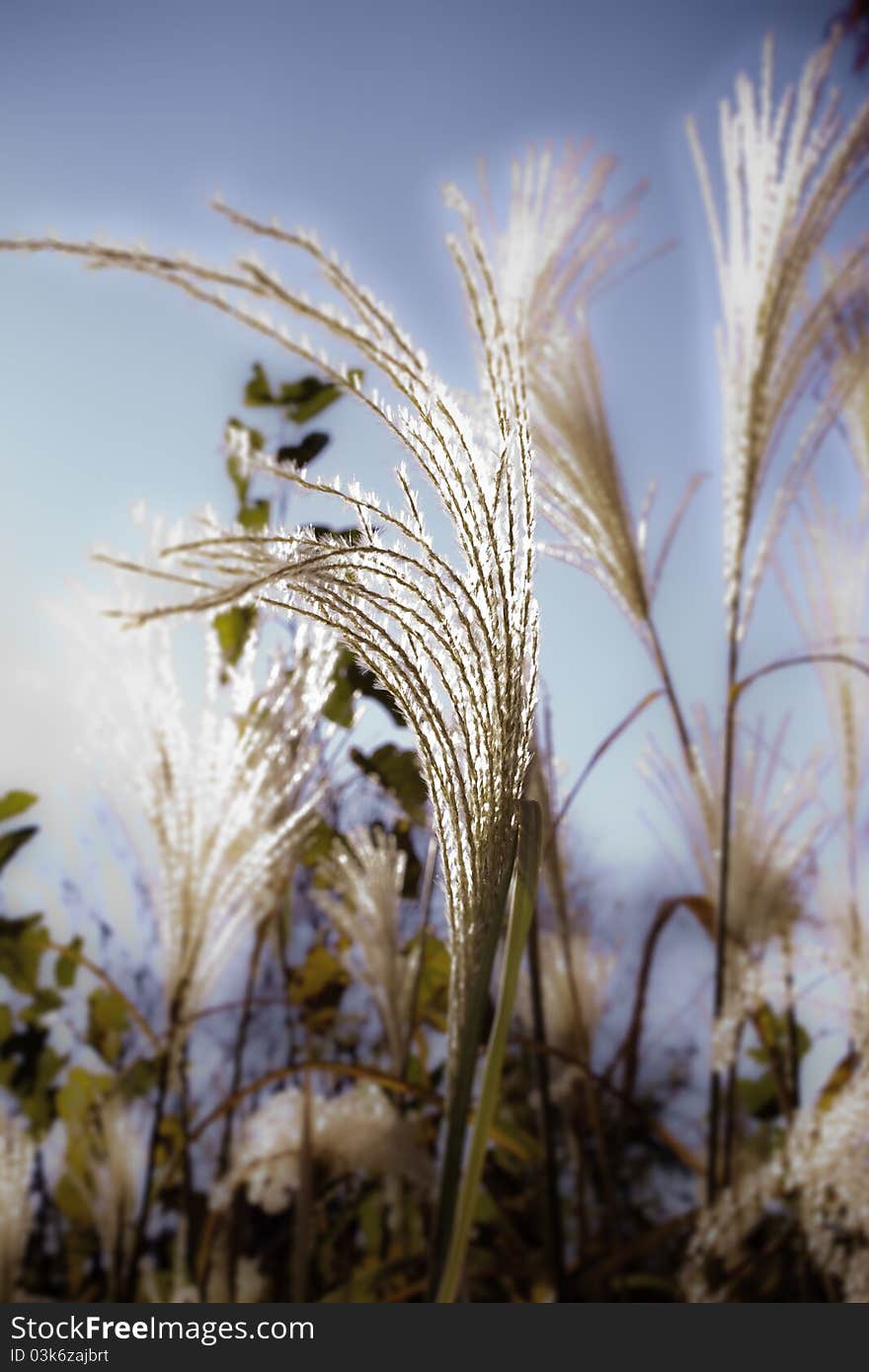 Grass blowing in the wind. Grass blowing in the wind