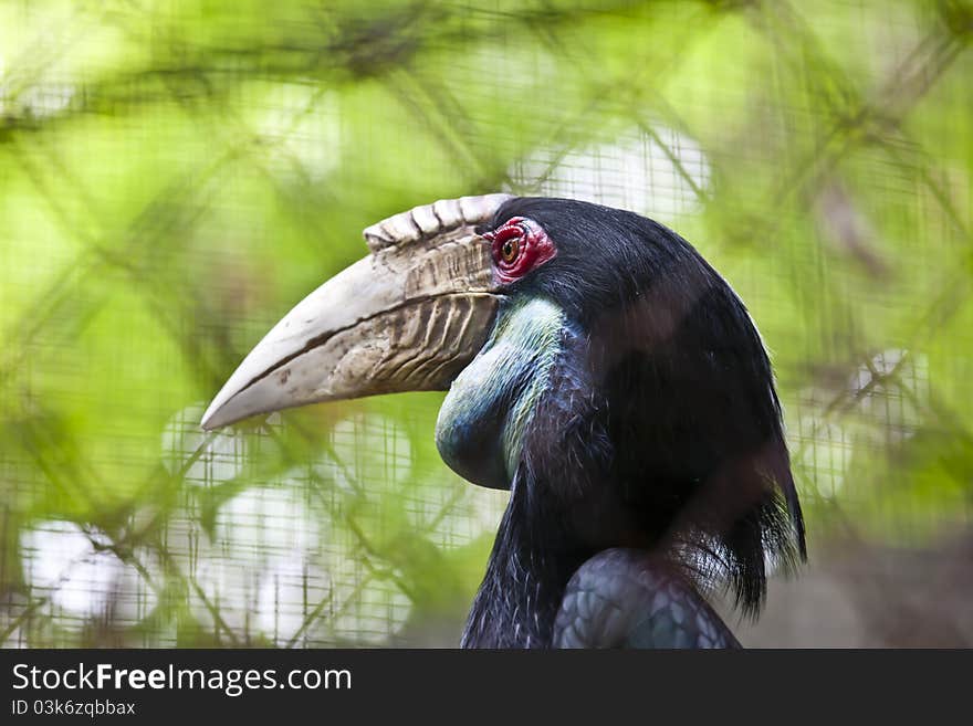 Beautiful Hornbill