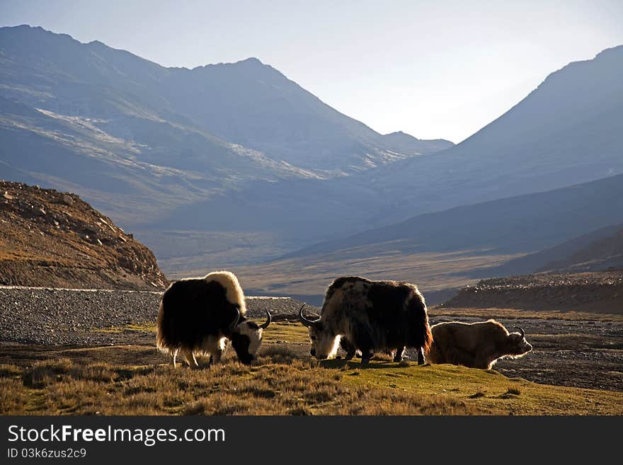 Tibetan Yaks