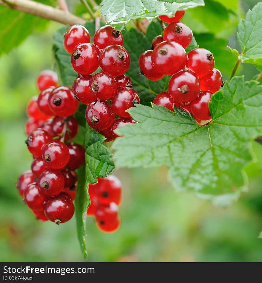 Currant