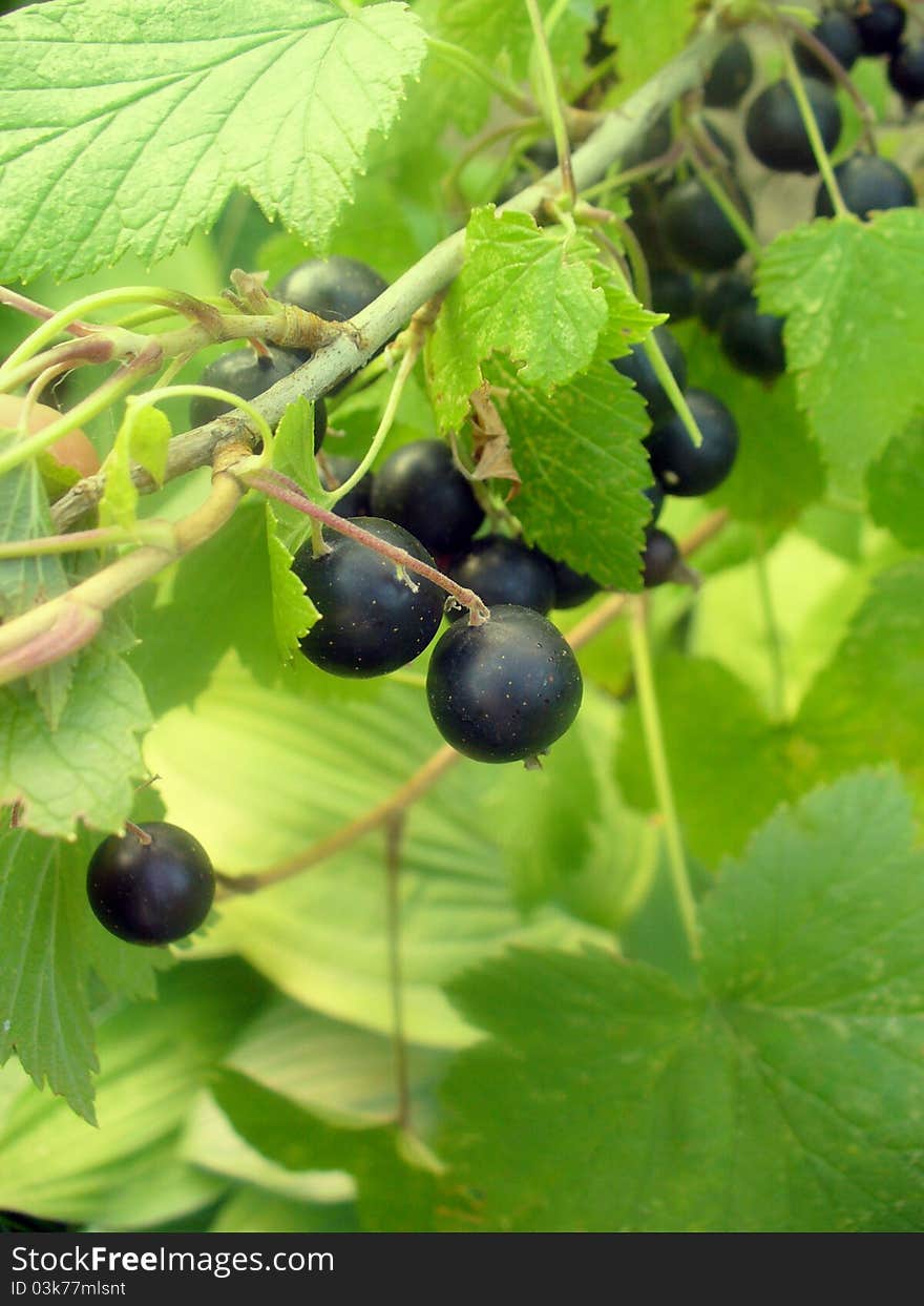 Black currant in nature closeup