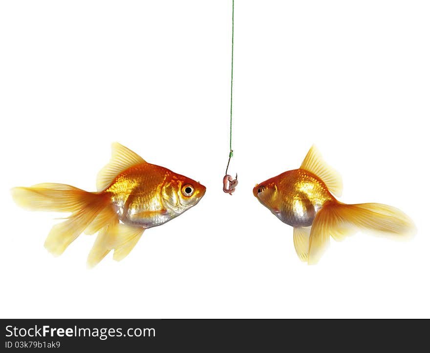 Gold fish and earthworm on a white background