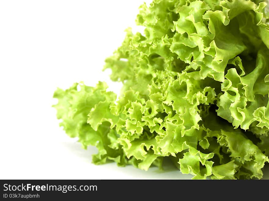 Lettuce, salad vegetable