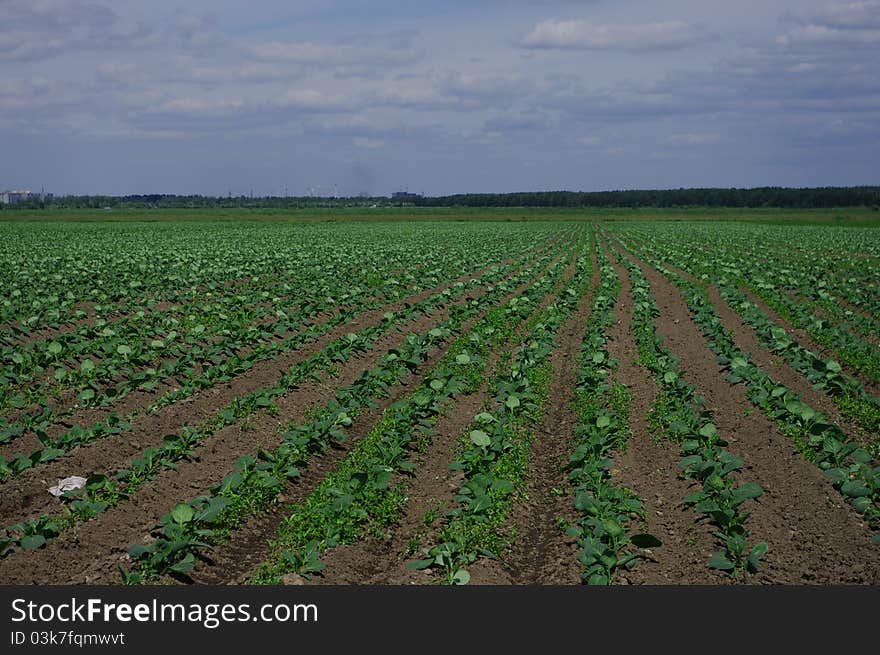 Rows of young Roscoe cabbage field under blue sky. Rows of young Roscoe cabbage field under blue sky