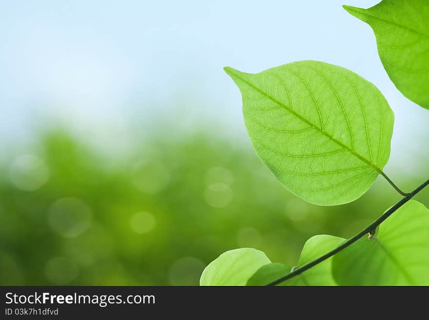 Green leaves