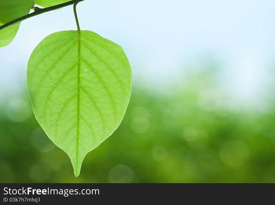 Green leaves on spring background