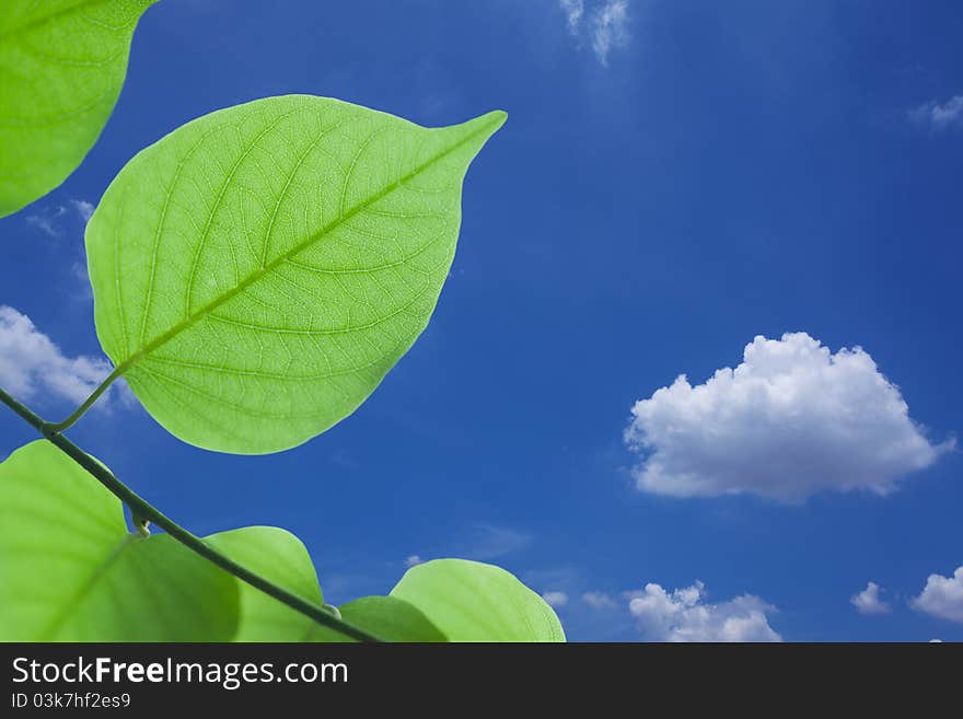 Green leaves on spring background