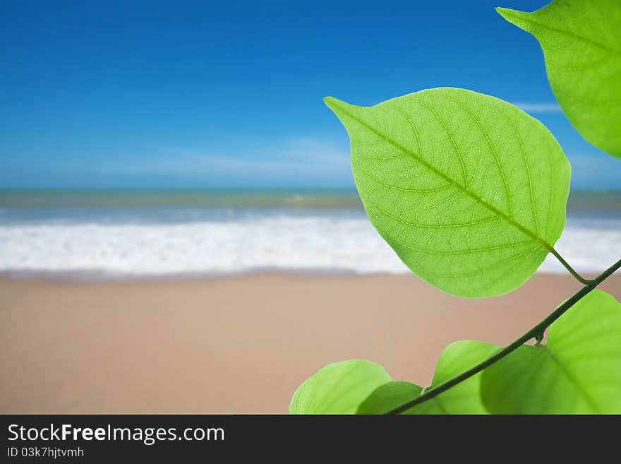 Green leaf on tropical beach background. Green leaf on tropical beach background