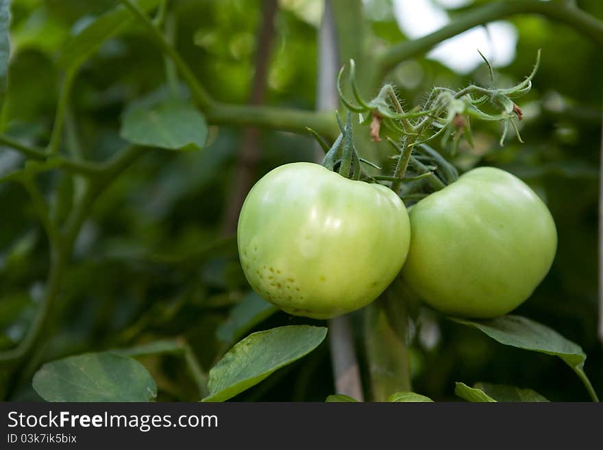 Green tomatoes in tomato field