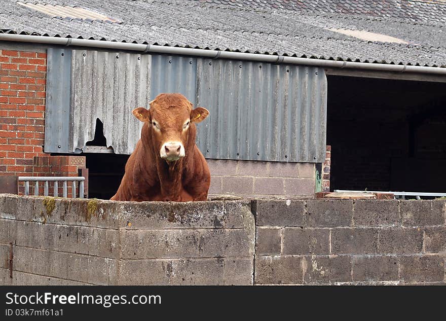 Brown Beef Bull Looking over Wall