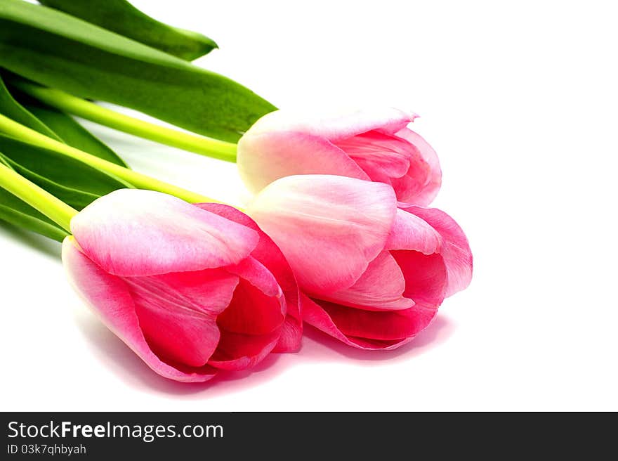 Fresh pink tulips isolated on white