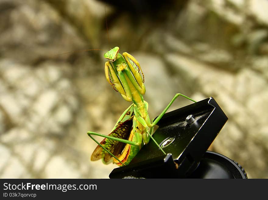 Praying mantis