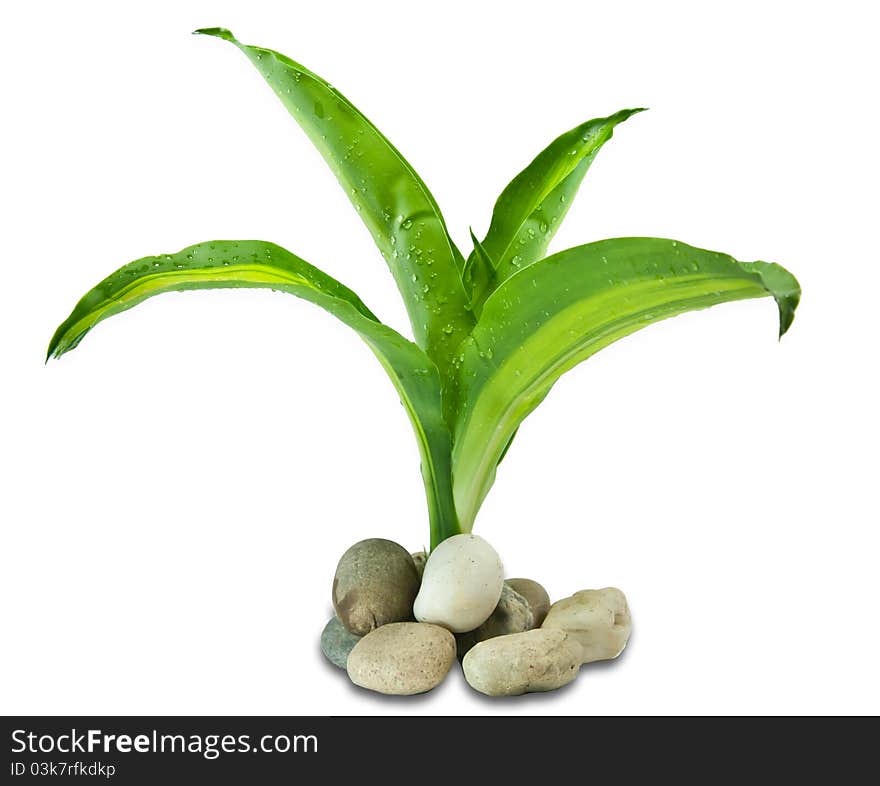 Young green plant on a white background