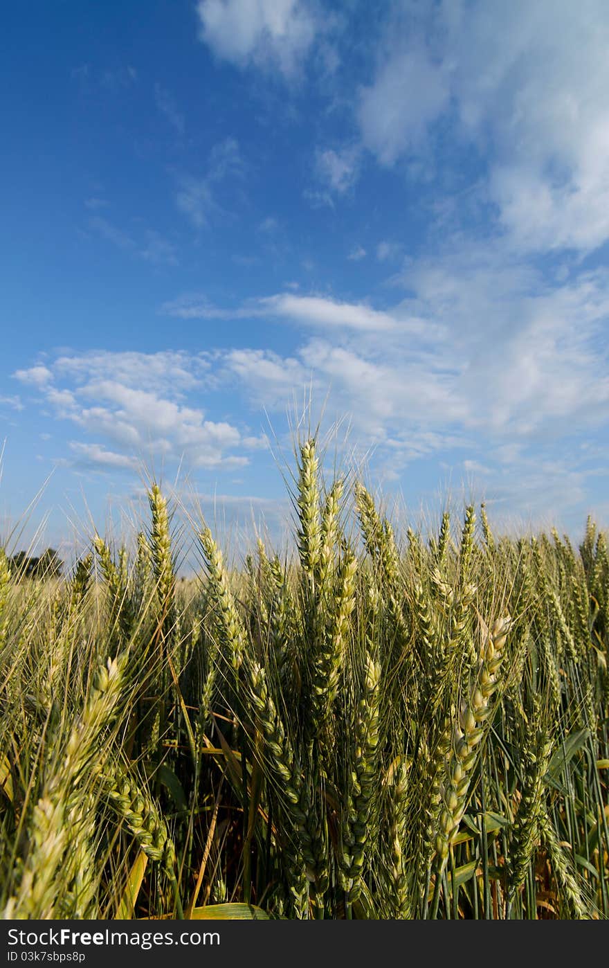 Vertical picture of a cereal and the sky. Vertical picture of a cereal and the sky