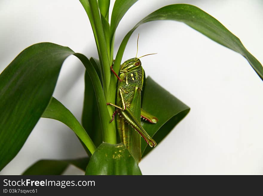 Fat grasshopper