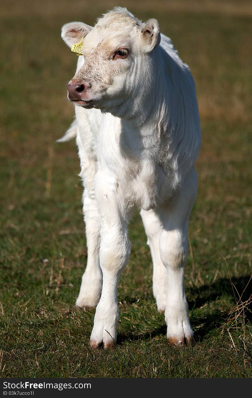 Cattle on the South Downs