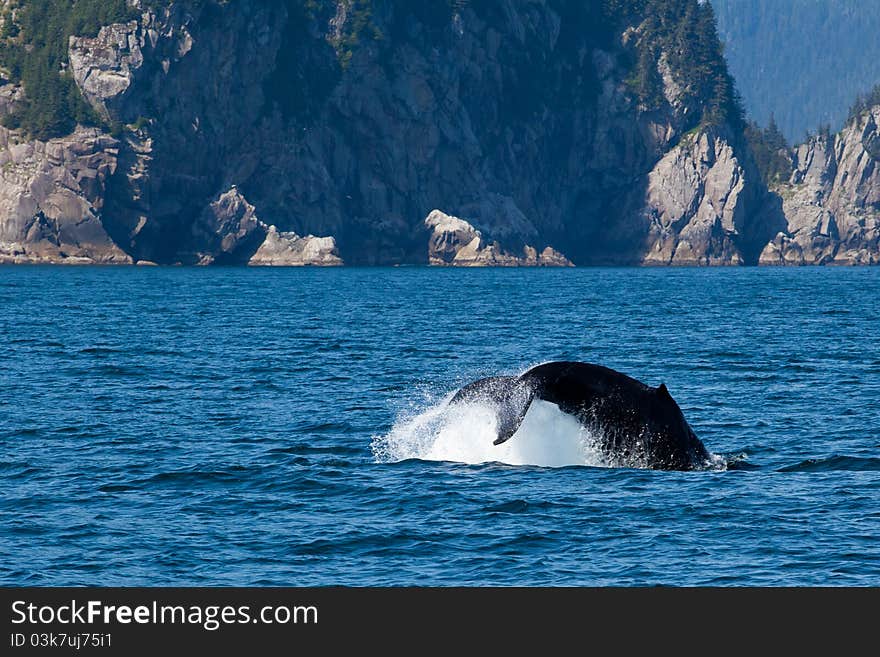 Tail of the humpback whale diving into the sea with the scenic of faraway island in Alaska. Tail of the humpback whale diving into the sea with the scenic of faraway island in Alaska.