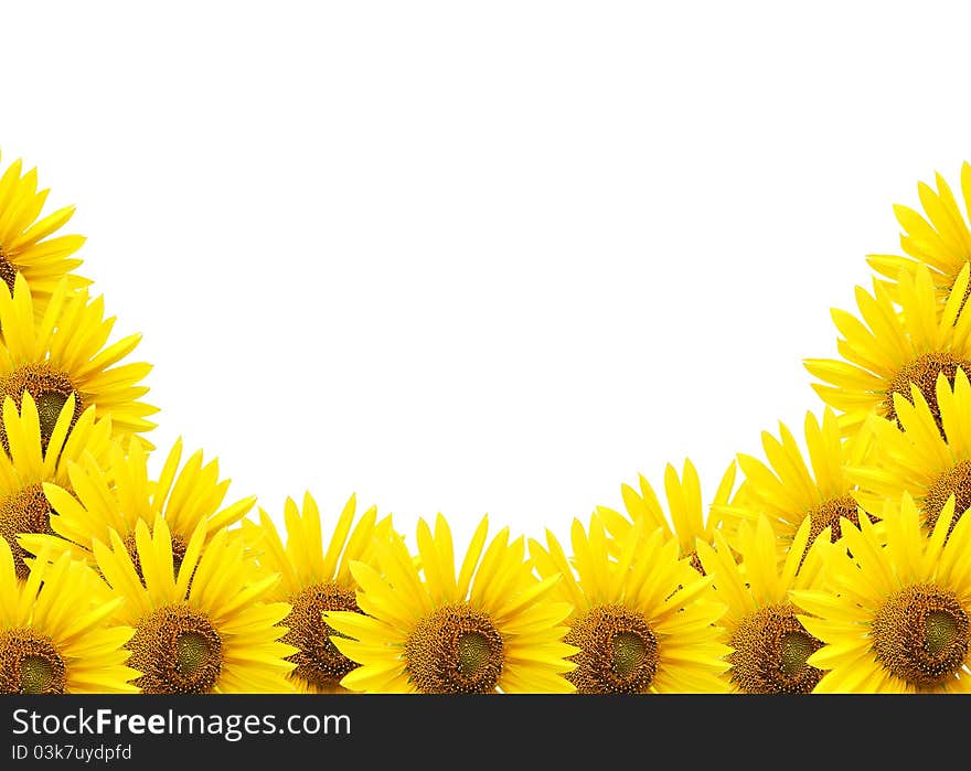 Sunflower  Isolated On White.