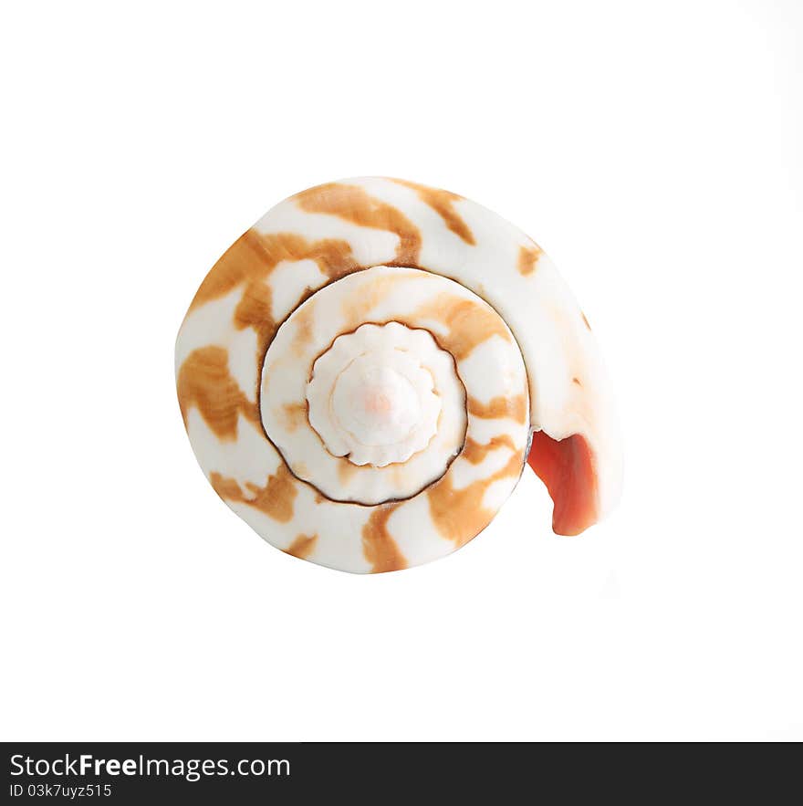Seashell isolated on a white background closeup