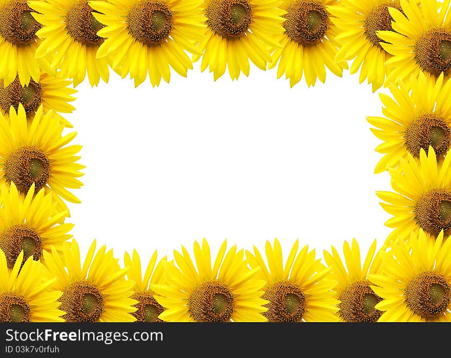 Sunflower  isolated on white.