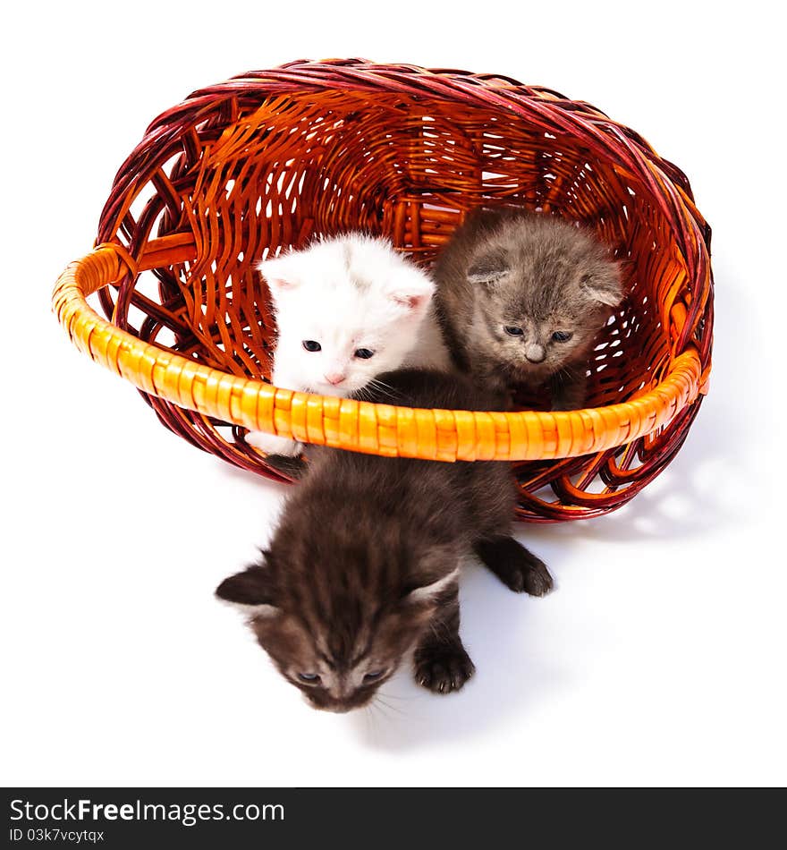 Little kittens in basket