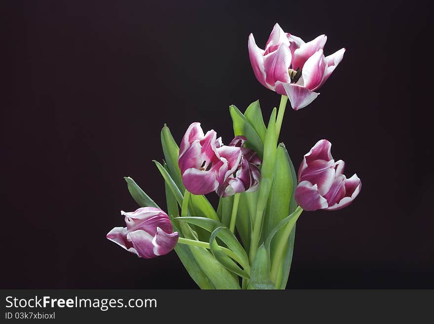 Tulip