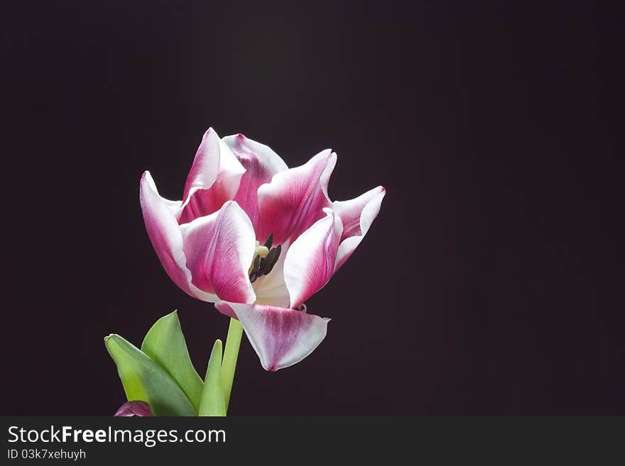 Tulip