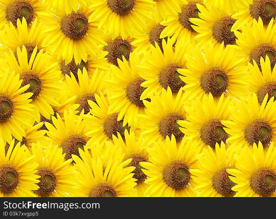 Sunflower  isolated on white.