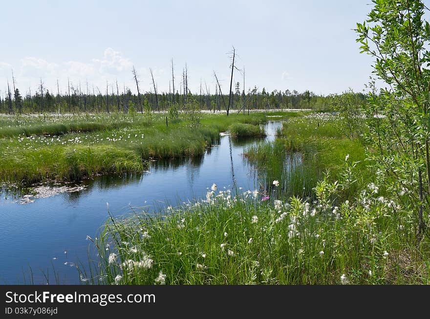 Impassable swamp in Western Siberia,
Russia