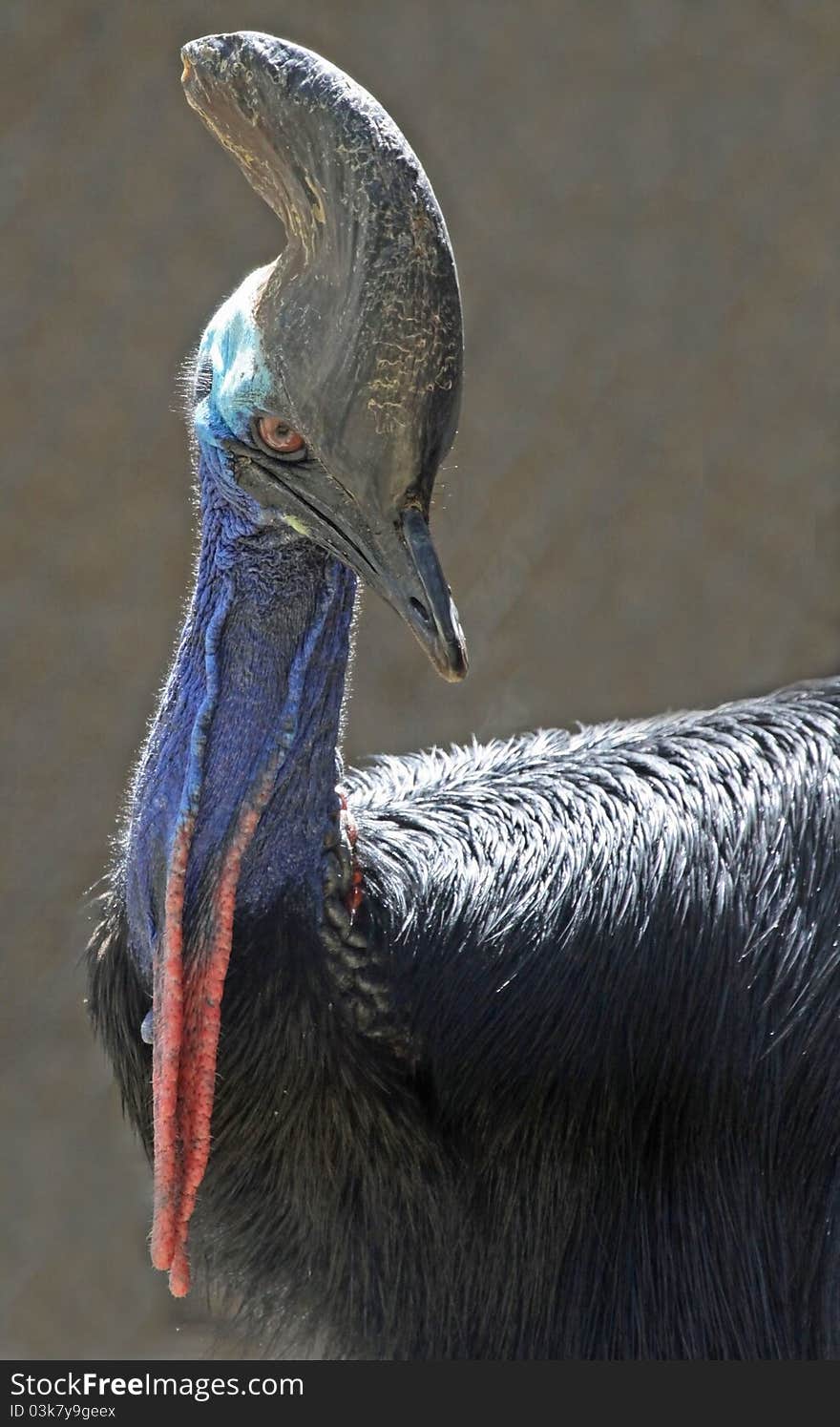 Close Up Portrait Of Australian Cassawary