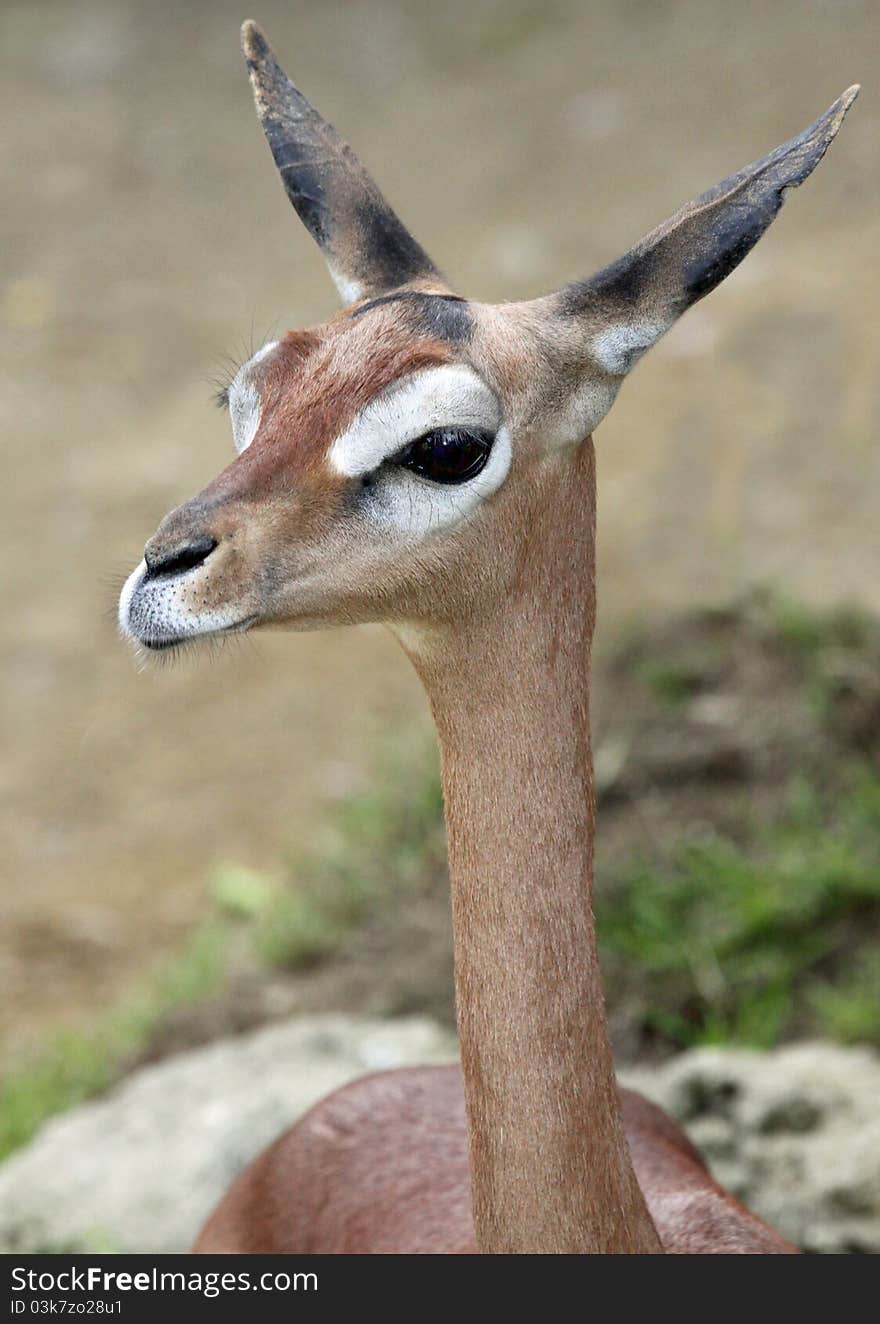 Young Female Gerenuk Portrait With Big Ears