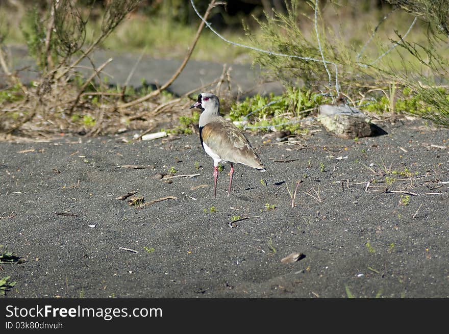 Southern Lapwing (Vanellus chilensis)