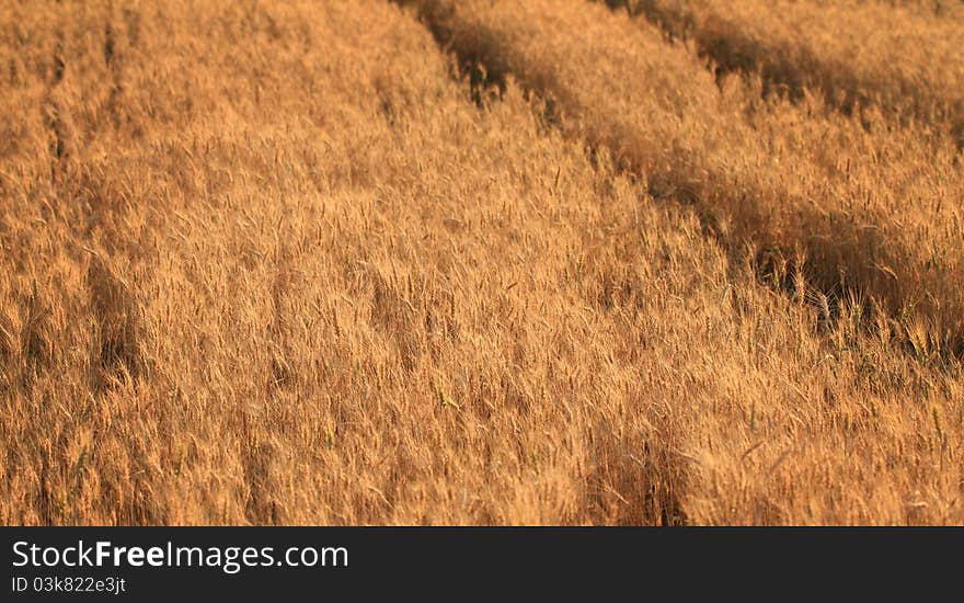 Fields of wheat