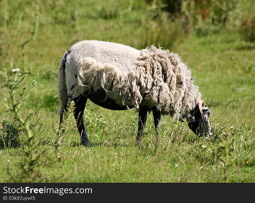 A sheep that has only been half sheared eating grass. A sheep that has only been half sheared eating grass