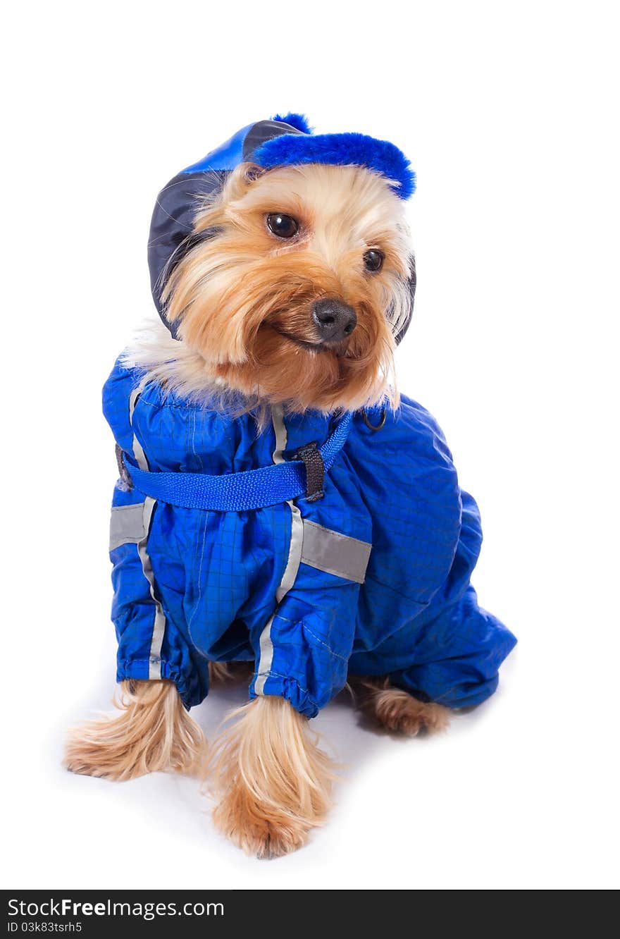 Yorkshire terrier in blue dress on the white background