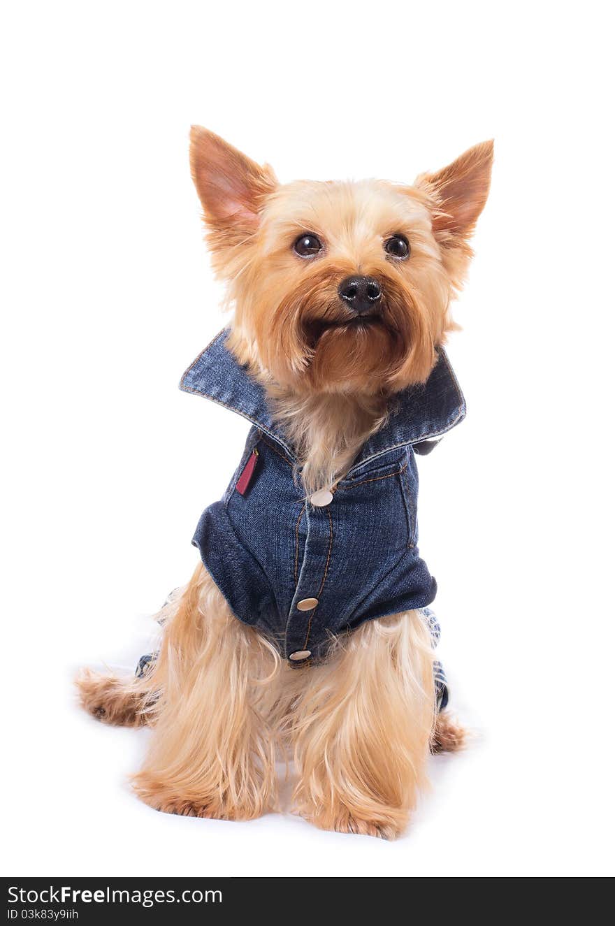 Yorkshire terrier on the white background