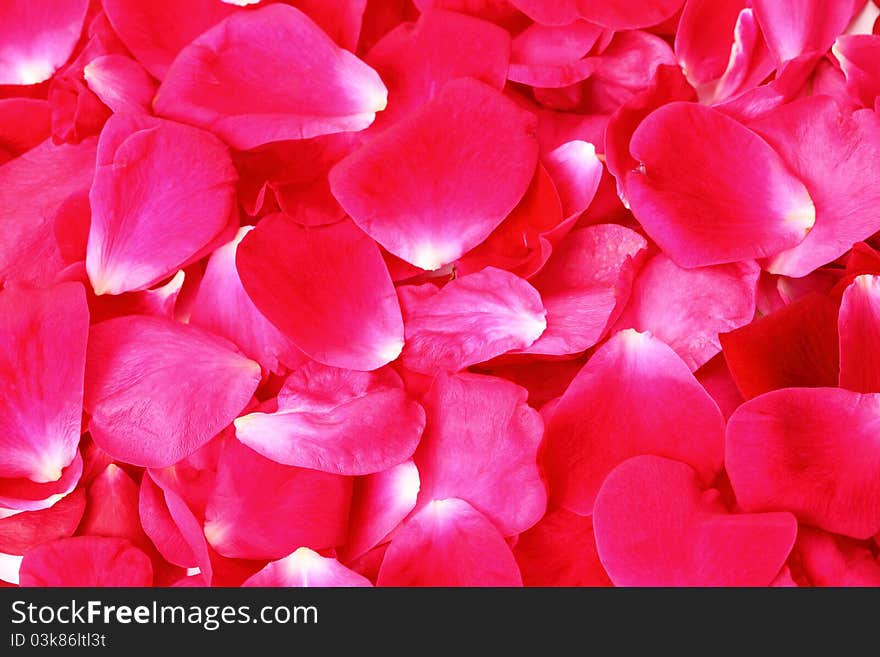 Red rose petals