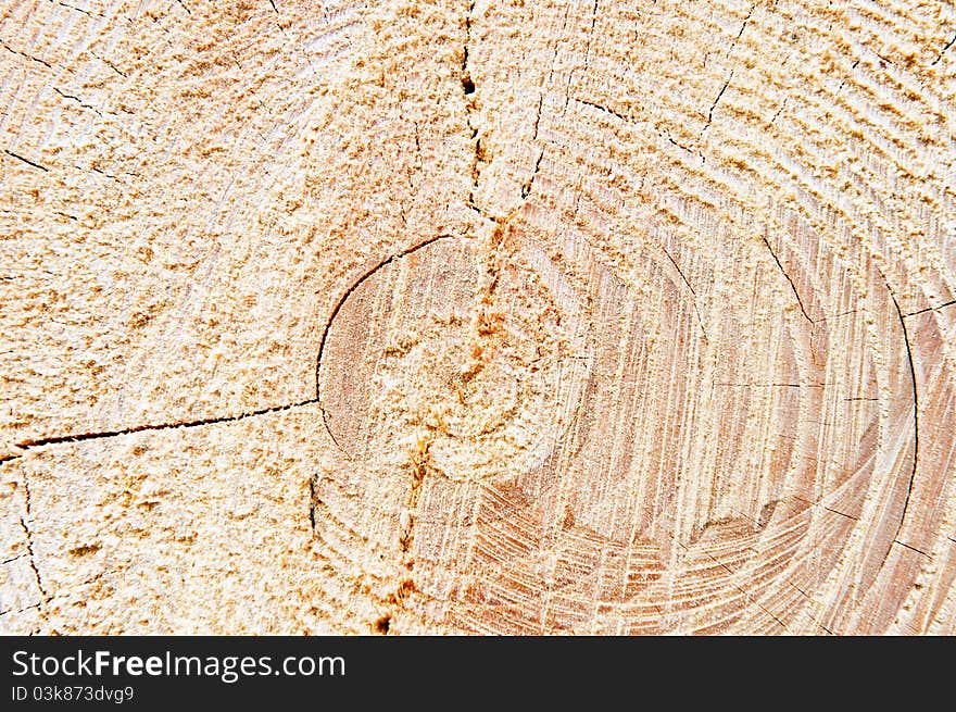 Detail view of the circles typical of wood. Detail view of the circles typical of wood.