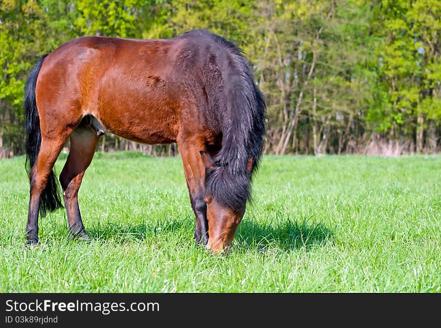 Beautiful horse, picture taken during the daytime.